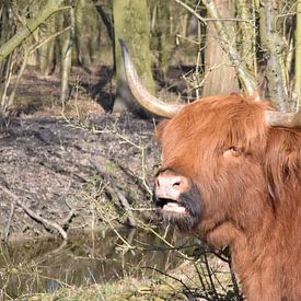 Scottish Highlander by Fendo Pater