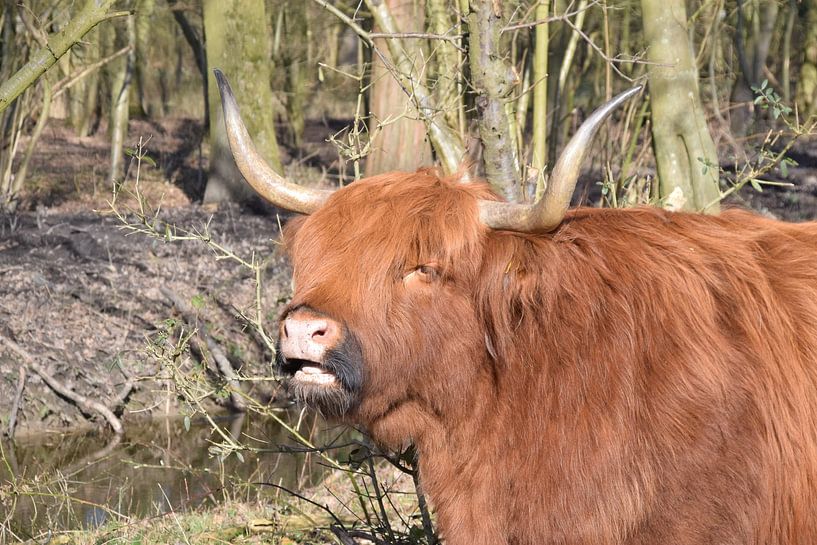 Scottish Highlander by Fendo Pater