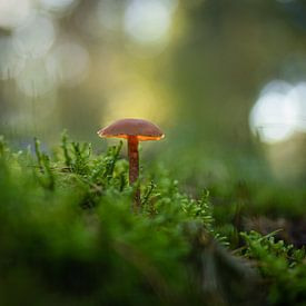 mushrooms by By Angela
