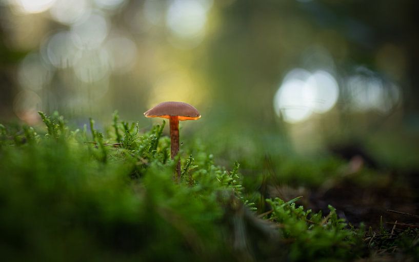 champignons par By Angela