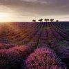 Arbres dans un champ de lavande en Provence, dans le sud de la France. sur Voss Fine Art Fotografie