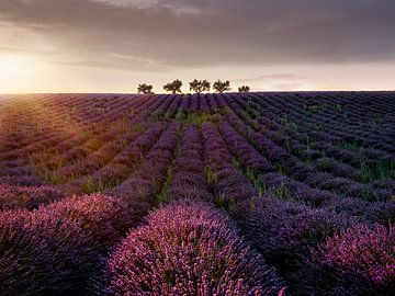 Bomen in een lavendelveld in de Provence in Zuid-Frankrijk. van Voss Fine Art Fotografie