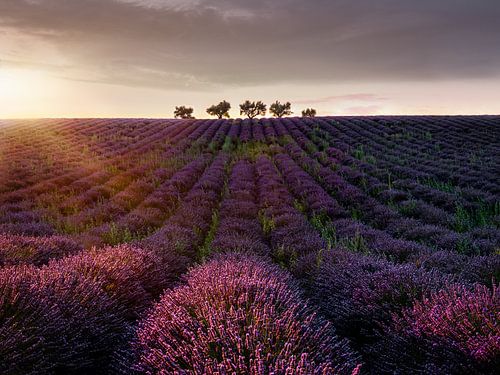 Bomen in een lavendelveld in de Provence in Zuid-Frankrijk.