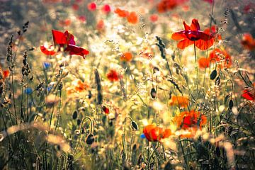 Poppies in sunlight by Niels Barto