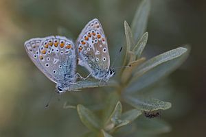 Icarusblauwtjes