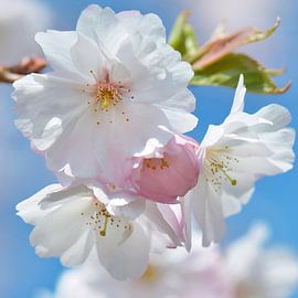 Kirschblüte von Violetta Honkisz