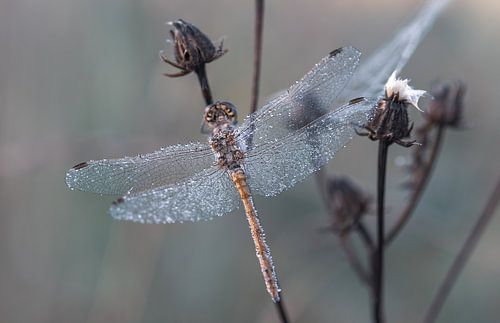 libellen en juffers part 12