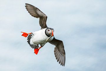 Puffin approaching with fish by Daniela Beyer