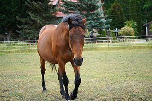 Trakehner Feldmeyer auf der Weide