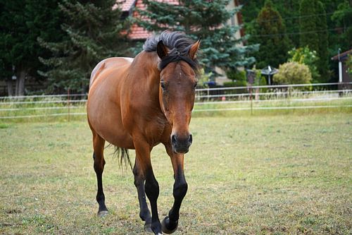 Trakehner Feldmeyer in de wei