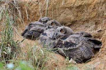 Schlafgemeinschaft... Europäischer Uhu *Bubo bubo* by wunderbare Erde