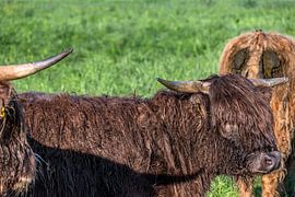 SCOTTISH HIGHLAND CATTLE by Photoart-Naegele