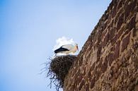 Der Storch im Nest von Deborah Zannini Miniaturansicht