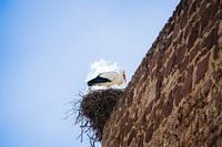 Ooievaar op nest