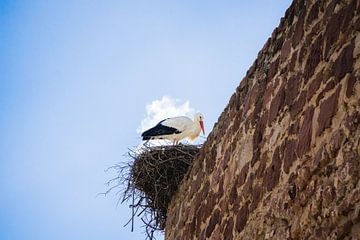Der Storch im Nest von Deborah Zannini