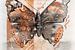 Aquarell eines Atalanta-Schmetterlings von Emiel de Lange