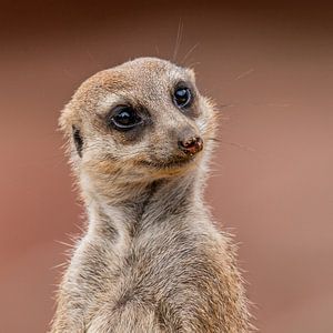 Het Stokstaartje - Suricata suricatta
