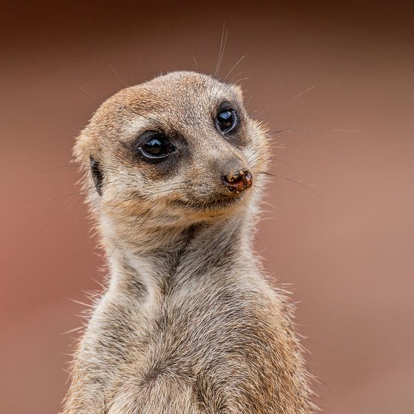 Het Stokstaartje - Suricata suricatta von Rob Smit