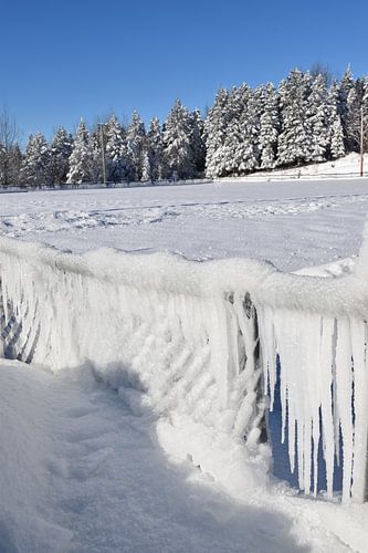 Een ijzig bos na de storm