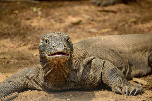 Een jonge komodovaraan