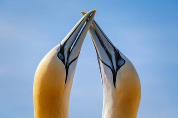 Love by Bram de Jong