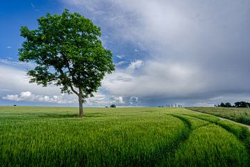 Feld in der Nähe der Skulpturengruppe Dodekalitten Dänemark von Cor Tervoort