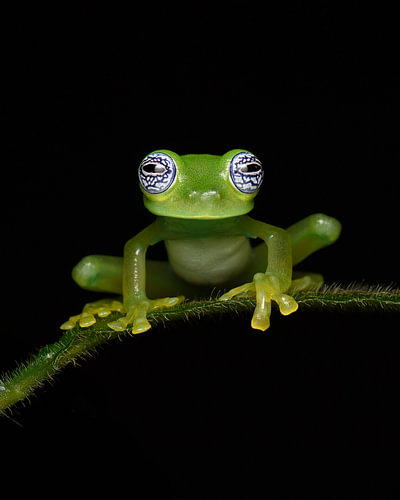 Frog