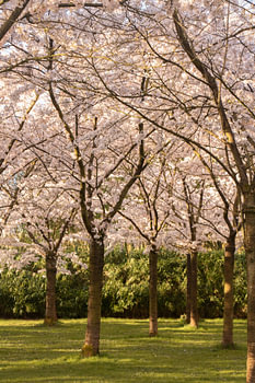 Japanese blossom in the Amsterdamse Bos.