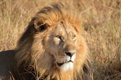 Leeuw in Masai Mara, Kenia