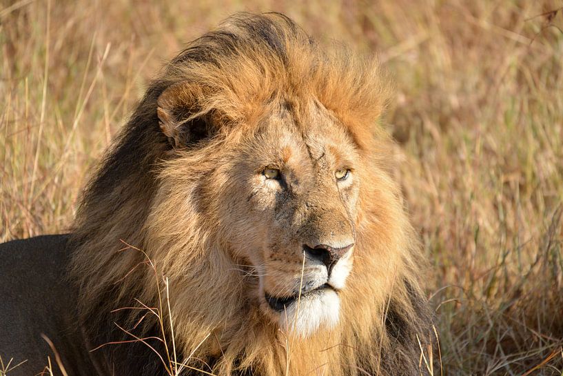 Löwe in der Masai Mara, Kenia von Jan Fritz