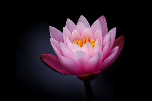 Waterlelie bloesem in roze