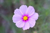 Cosmea lila mit gelbem Herz