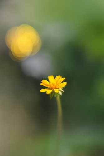 La petite fleur jaune , het kleine gele bloemetje , la petite fleur jaune