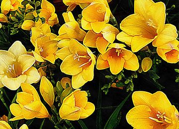 Freesias jaunes