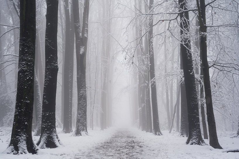Whiteout by Martin Podt