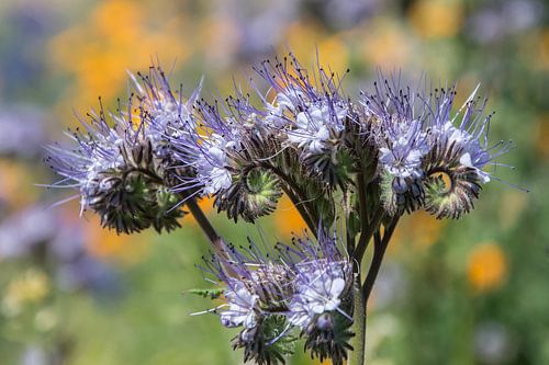 Phacelia