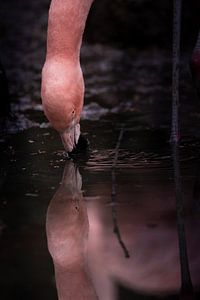 Un flamant rose boit au point d'eau sur Fotos by Jan Wehnert