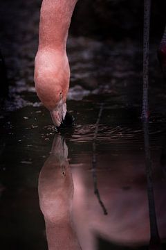 Een flamingo drinkt bij de waterpoel van Fotos by Jan Wehnert