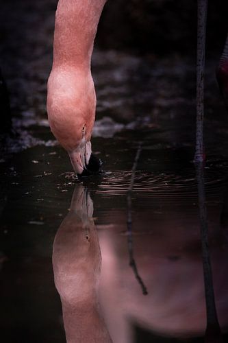 Een flamingo drinkt bij de waterpoel