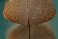 Brown quill with reflection