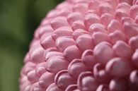 Rosa Chrysantheme von Bärbel Severens Miniaturansicht