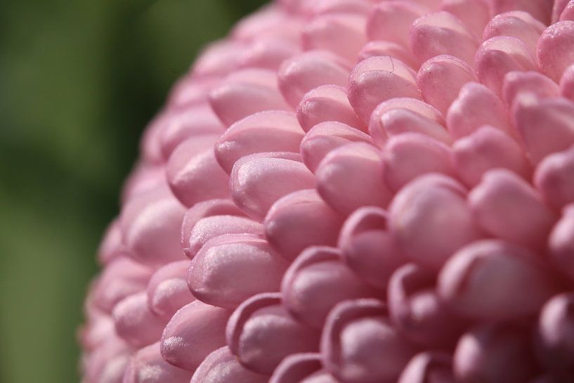 Pink Chrysanthemum by Bärbel Severens