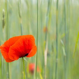 Poppy in grain field by Andre Brasse Photography
