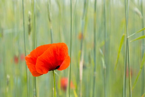 Klaproos in een graanveld