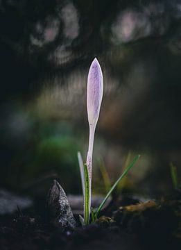 Einzelner hervorsprießender Krokus