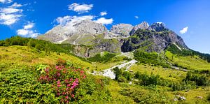 Almrausch auf der Alm am Hochkönig