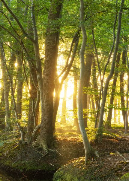 Sonnenaufgang im Wald (Groningen - Niederlande) von Marcel Kerdijk