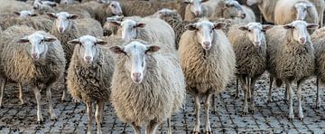 sheep in a row by Hans Brasz