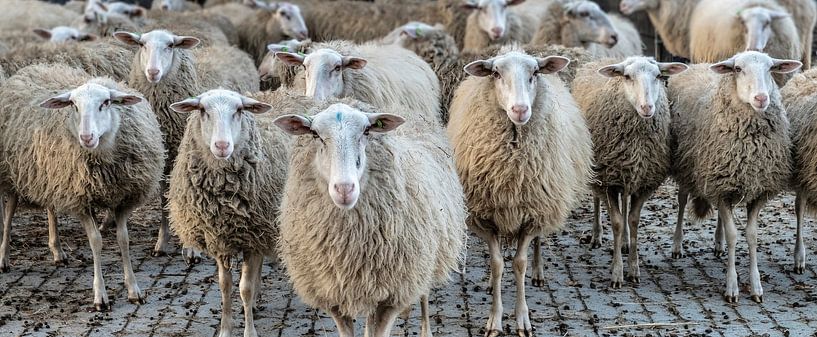 moutons en rang par Hans Brasz