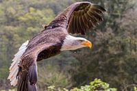 Fliege wie ein Adler